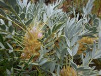 Astragalus compactus 1, Saxifraga-Ed Stikvoort