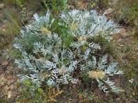 Astragalus compactus 2, Saxifraga-Ed Stikvoort