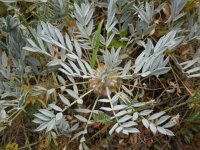 Astragalus compactus 3, Saxifraga-Ed Stikvoort