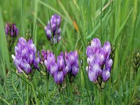 Astragalus danicus 11, Saxifraga-Jeroen Willemsen