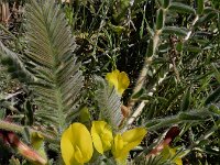 Astragalus fabaceus 7, Saxifraga-Ed Stikvoort : Jerevan - Garni A900