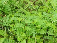Astragalus glycyphyllos 10, Hokjespeul, Saxifraga-Rutger Barendse