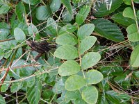 Astragalus glycyphyllos 12, Hokjespeul, Saxifraga-Rutger Barendse
