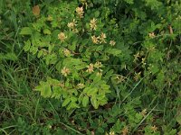 Astragalus glycyphyllos 16, Hokjespeul, Saxifraga-Hans Boll