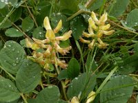 Astragalus glycyphyllos 18, Hokjespeul, Saxifraga-Ed Stikvoort