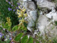 Astragalus glycyphyllos 2, Hokjespeul, Saxifraga-Jasenka Topic