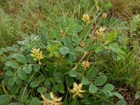 Astragalus glycyphyllos 21, Hokjespeul, Saxifraga-Ed Stikvoort