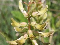 Astragalus glycyphyllos 25, Hokjespeul, Saxifraga-Rutger Barendse
