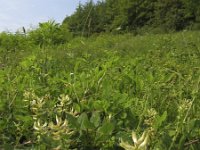 Astragalus glycyphyllos 6, Hokjespeul, Saxifraga-Rob Felix : Plantae, Plants, planten