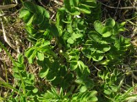 Astragalus glycyphyllos 8, Hokjespeul, Saxifraga-Rutger Barendse