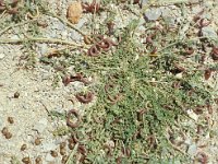 Astragalus hamosus 1, Saxifraga-Piet Zomerdijk