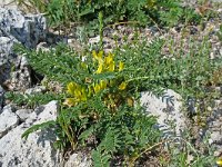 Astragalus huetii 2, Saxifraga-Jeroen Willemsen