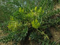 Astragalus huetii 3, Saxifraga-Rutger Barendse