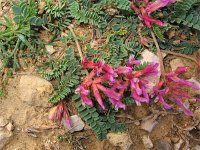 Astragalus illyricus 1, Saxifraga-Jasenka Topic