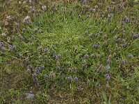 Astragalus leontinus 3, Saxifraga-Willem van Kruijsbergen