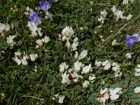 Astragalus lineatus 3, Saxifraga-Ed Stikvoort