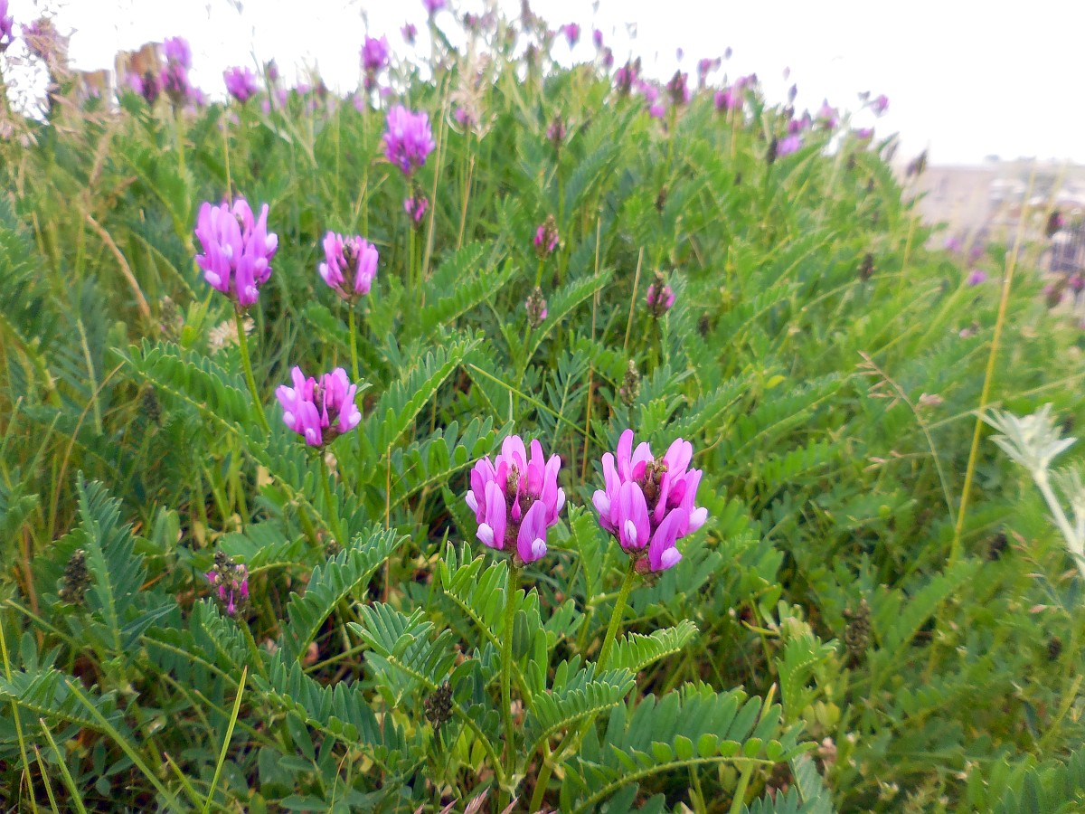 Astragalus onobrychis