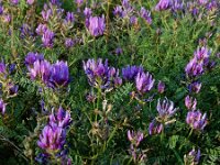 Astragalus onobrychis 10, Saxifraga-Ed Stikvoort
