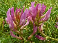 Astragalus onobrychis 15, Saxifraga-Hans Grotenhuis