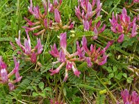 Astragalus onobrychis 16, Saxifraga-Hans Grotenhuis