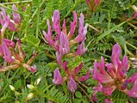 Astragalus onobrychis 17, Saxifraga-Hans Grotenhuis