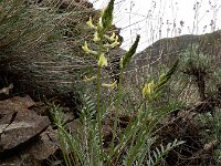 Astragalus refractus 2, Saxifraga-Ed Stikvoort : Sisian en omgeving A900