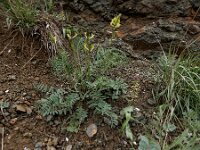 Astragalus refractus 6, Saxifraga-Ed Stikvoort : Sisian en omgeving A900