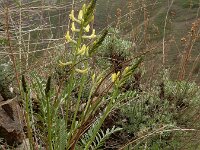 Astragalus refractus 7, Saxifraga-Ed Stikvoort : Sisian en omatreken s9900