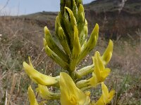 Astragalus refractus 9, Saxifraga-Ed Stikvoort : Sisian en omatreken s9900