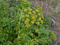 Astydamia latifolia 10, Saxifraga-Ed Stikvoort