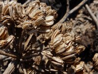 Astydamia latifolia 11, Saxifraga-Ed Stikvoort