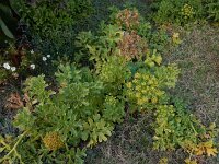 Astydamia latifolia 12, Saxifraga-Ed Stikvoort