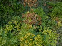 Astydamia latifolia 13, Saxifraga-Ed Stikvoort