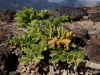 Astydamia latifolia 14, Saxifraga-Ed Stikvoort