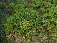 Astydamia latifolia 16, Saxifraga-Ed Stikvoort