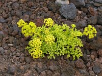 Astydamia latifolia 17, Saxifraga-Hans Grotenhuis