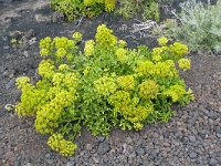 Astydamia latifolia 18, Saxifraga-Hans Grotenhuis