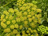 Astydamia latifolia 19, Saxifraga-Hans Grotenhuis