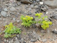Astydamia latifolia 2, Saxifraga-Rutger Barendse