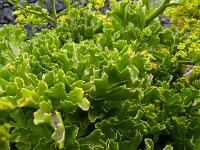 Astydamia latifolia 20, Saxifraga-Hans Grotenhuis