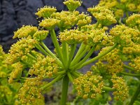 Astydamia latifolia 21, Saxifraga-Hans Grotenhuis