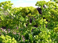 Astydamia latifolia 22, Saxifraga-Hans Grotenhuis