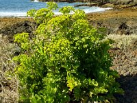 Astydamia latifolia 23, Saxifraga-Hans Grotenhuis