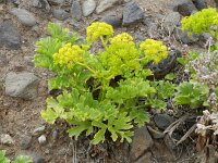 Astydamia latifolia 3, Saxifraga-Rutger Barendse