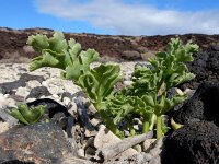 Astydamia latifolia 4, Saxifraga-Ed Stikvoort