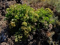 Astydamia latifolia 5, Saxifraga-Ed Stikvoort