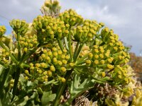 Astydamia latifolia 6, Saxifraga-Ed Stikvoort