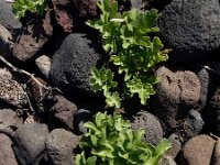 Astydamia latifolia 7, Saxifraga-Ed Stikvoort