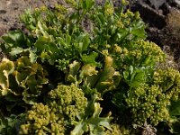 Astydamia latifolia 8, Saxifraga-Ed Stikvoort