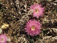 Atractylis gummifera 2, Saxifraga-Piet Zomerdijk